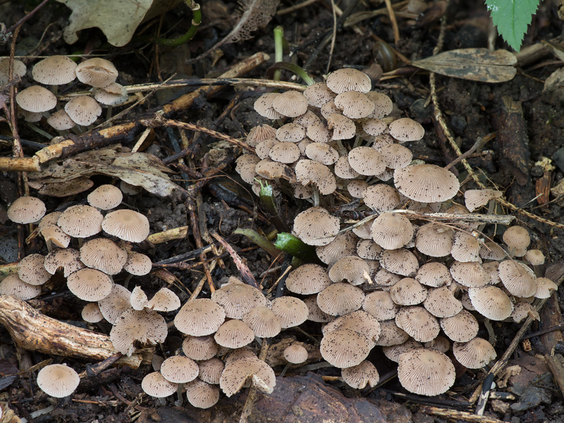 Psathyrella pygmaea